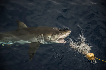 Great shark taking fishing bait, Guadalupe Island, Mexico
