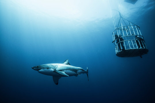 Great shark investigating cage divers, Guadalupe Island, Mexico