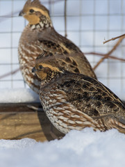 Bobwhite Quail in the snow