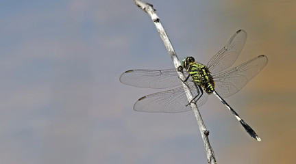 Dragonfly, Dragonflies of Thailand ( Orthetrum sabina ), Dragonfly rest on twigs