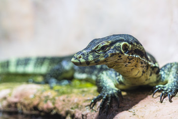 Lizard