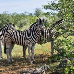 Zebras in Etosha, Namibia