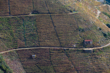 Landscape full of vineyards