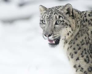 Snow leopard © YAMAGUCHI Akira