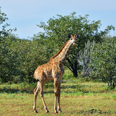 Giraffe in Namibia