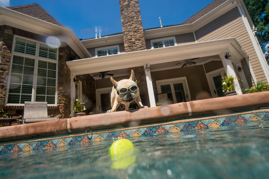 Dog wearing goggles looking into pool, house in background, Berkeley Heights, New Jersey, USA