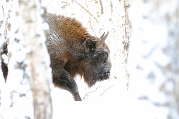 Wisent in winter forest