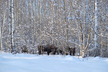 Wisent herd in winter birch forest