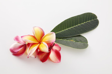 frangipani with leaf