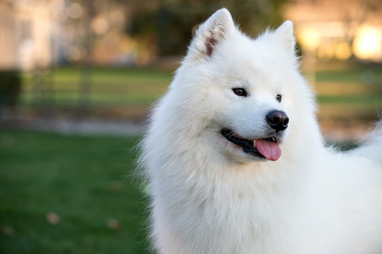 Portrait of Samoyed