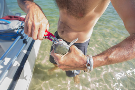 Man pulling hook from fish's mouth after being caught, mid section, Fort Walton Beach, Florida, USA