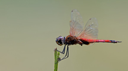 Dragonfly, Dragonflies of Thailand ( Tramea transmarina ), Dragonfly rest on twigs