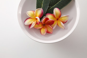 frangipani in a bowl