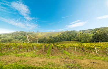 Fototapeta na wymiar Vineyard in Montalcino