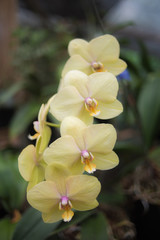 Naklejka na ściany i meble Yellow Orchid - tropical exotic flowers - rain forest plants - vegetation of tropical forest