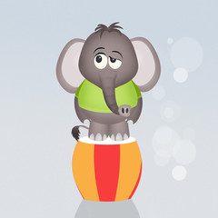 Fototapeta premium funny elephant circus