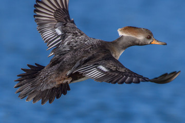 Hooded Mergansers in flight