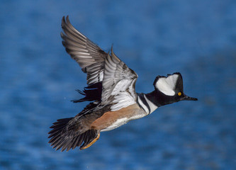 Hooded Mergansers in flight