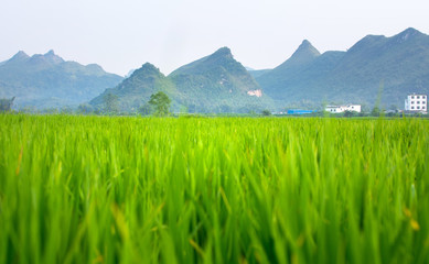 Obraz premium Rice field and karst scenery in Guangxi, China