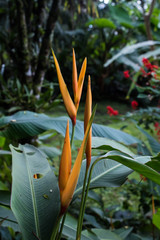 Yellow Strelitzia - Bird of Paradise Flower - tropical exotic flowers - rain forest plants - vegetation of tropical forest