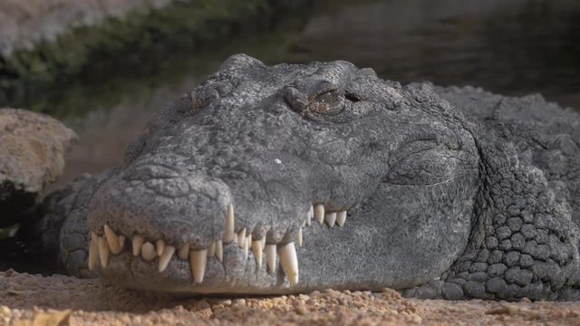 Close up view of fat crocodile head lying in Zoo, without motion with blurred background