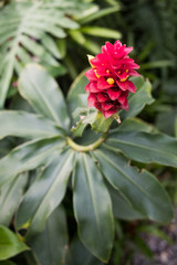 Colombia - Tropical red ginger flower, close up. Blossom Red Ginger (Tahitian Red Ginger, Ostrich Plume)