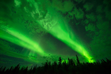 Above the Cloud - Bright aurora beams lit up the cloudy night sky over a boreal forest.