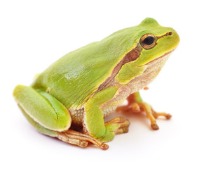 Green frog isolated. © olhastock