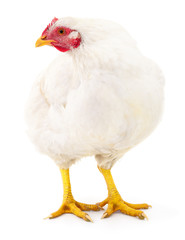 White hen isolated.