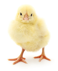 Obraz premium Small yellow chicken.
