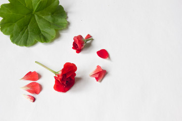 Rosebud pelargonium. Red heranium, known as pelargonium, flowers close-up on white background.