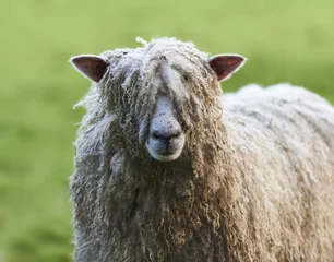 Selbstklebende Fototapeten Pull the wool over your eyes, shaggy sheep © Mark.Hooper.Glos