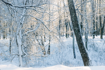 Cold winter in beautiful snow forest.