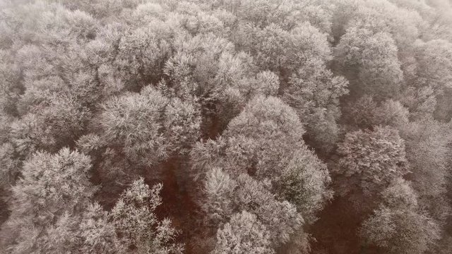 aerial view of frozen forest