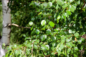 Tall slender white birch trunks with fresh leaves