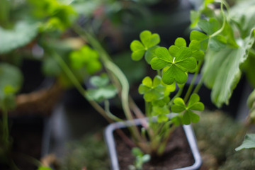 Lucky clover planting as home plant, green, with four leaves.