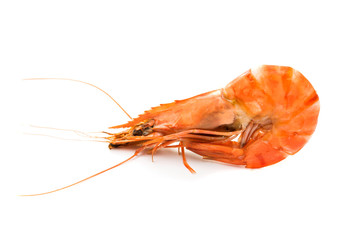 shrimp isolated