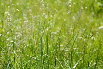 Texture of fresh green grass field used for background. Texture of bright long green grass meadow with sun lights  as background. Green grass. Natural background texture. Fresh spring green grass.