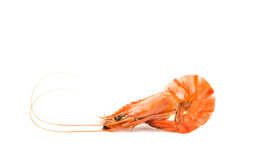 shrimp isolated