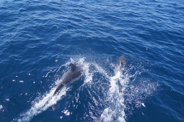 Delfin