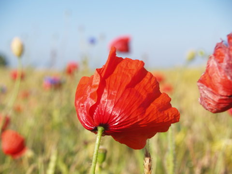 Mohn