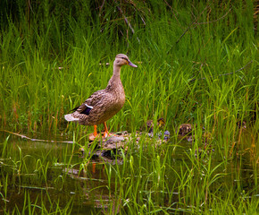 Watchful momma mallard with ducklings