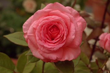 Rose parfumée au crépuscule