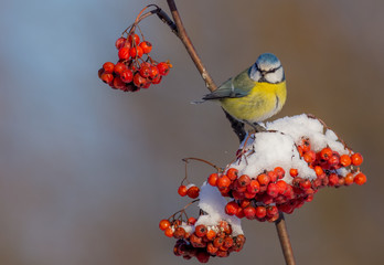 Blue Tit - Parus caeruleus
