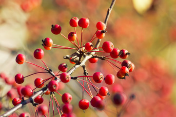 juicy red small apples ripe in the autumn Park