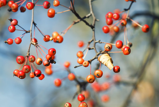 juicy red small apples ripe in the autumn Park