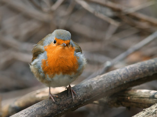 bird Robin sitting among the branches in the autumn forest