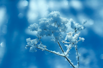 Dry wild flowers covered with hoarfrost on blurred background in cold sunny winter day.