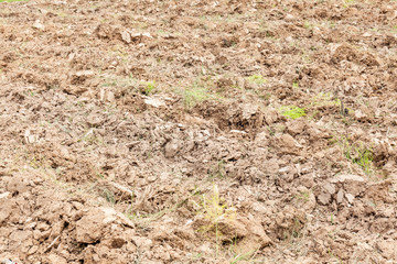 Weed grass on dry soil ground cultivated land.