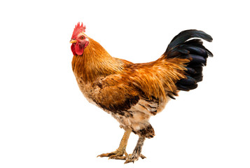 Rooster isolated